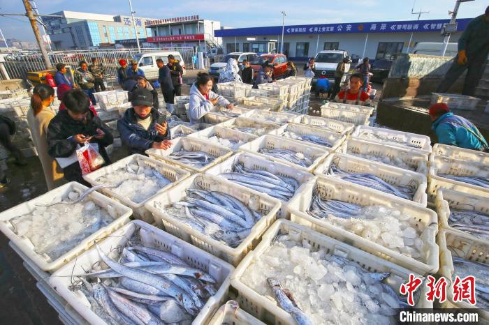 圖為漁民在日照黃海中心漁港挑揀、分裝海鮮?！”×?攝